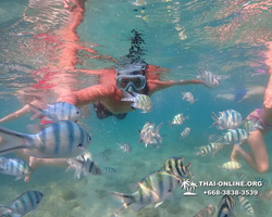 Underwater Odyssey snorkeling excursion Pattaya Thailand photo 11544