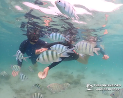 Underwater Odyssey snorkeling excursion in Pattaya Thailand photo 227