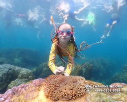 Underwater Odyssey snorkeling excursion Pattaya Thailand photo 11554