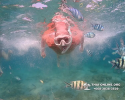 Underwater Odyssey snorkeling excursion Pattaya Thailand photo 11540