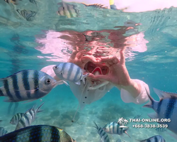 Underwater Odyssey snorkeling tour from Pattaya Thailand photo 14240