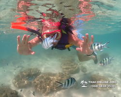 Underwater Odyssey snorkeling excursion Pattaya Thailand photo 19302