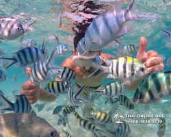 Underwater Odyssey snorkeling excursion Pattaya Thailand photo 11260