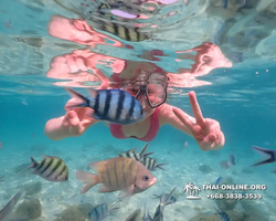 Underwater Odyssey snorkeling tour from Pattaya Thailand photo 14405