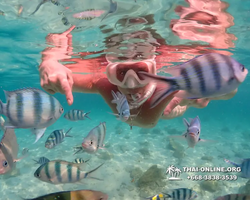 Underwater Odyssey snorkeling tour from Pattaya Thailand photo 14198