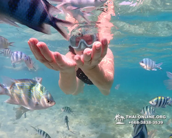 Underwater Odyssey snorkeling excursion Pattaya Thailand photo 11175