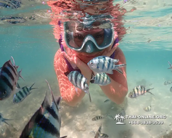 Underwater Odyssey snorkeling excursion Pattaya Thailand photo 19112