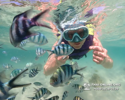 Underwater Odyssey snorkeling excursion Pattaya Thailand photo 19249