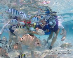 Underwater Odyssey snorkeling excursion in Pattaya Thailand photo 592