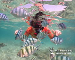 Underwater Odyssey snorkeling excursion Pattaya Thailand photo 14865