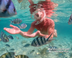 Underwater Odyssey snorkeling tour from Pattaya Thailand photo 14181