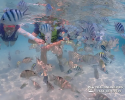 Underwater Odyssey snorkeling excursion in Pattaya Thailand photo 777