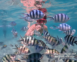 Underwater Odyssey snorkeling excursion in Pattaya Thailand photo 380