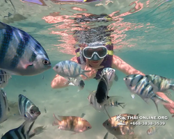 Underwater Odyssey snorkeling excursion Pattaya Thailand photo 19128