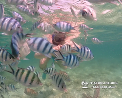 Underwater Odyssey snorkeling tour from Pattaya Thailand photo 18290