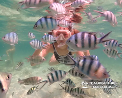 Underwater Odyssey snorkeling tour from Pattaya Thailand photo 18273