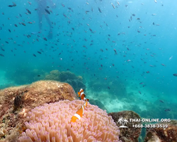 Underwater Odyssey snorkeling excursion Pattaya Thailand photo 14743