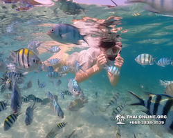 Underwater Odyssey snorkeling excursion Pattaya Thailand photo 11242