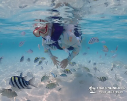 Underwater Odyssey snorkeling excursion in Pattaya Thailand photo 1013