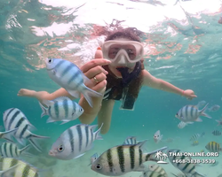 Underwater Odyssey snorkeling excursion in Pattaya Thailand photo 105