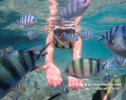 Underwater Odyssey snorkeling excursion Pattaya Thailand photo 14213