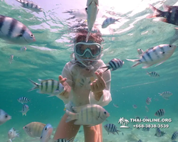 Underwater Odyssey snorkeling tour from Pattaya Thailand photo 18267