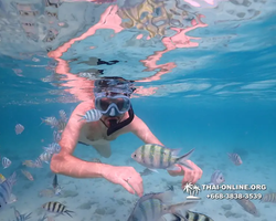 Underwater Odyssey snorkeling excursion Pattaya Thailand photo 11057