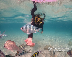 Underwater Odyssey snorkeling tour from Pattaya Thailand photo 14425