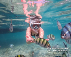 Underwater Odyssey snorkeling tour from Pattaya Thailand photo 14325