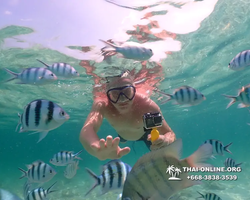 Underwater Odyssey snorkeling tour from Pattaya Thailand photo 18394