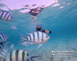 Underwater Odyssey snorkeling excursion Pattaya Thailand photo 11142