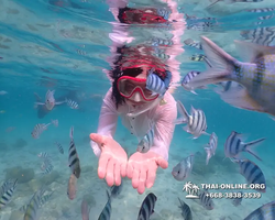 Underwater Odyssey snorkeling tour from Pattaya Thailand photo 14280