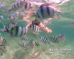 Underwater Odyssey snorkeling tour from Pattaya Thailand photo 18432