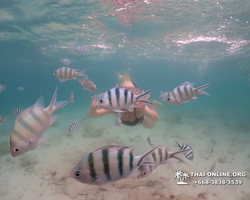 Underwater Odyssey snorkeling excursion in Pattaya Thailand photo 239