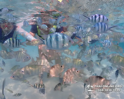 Underwater Odyssey snorkeling excursion in Pattaya Thailand photo 650