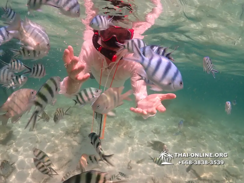 Underwater Odyssey snorkeling tour from Pattaya Thailand photo 18315