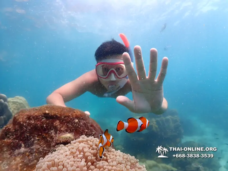 Pattaya snorkeling tour Underwater Odyssey at Samae San Archipelago in Thailand - photo 3