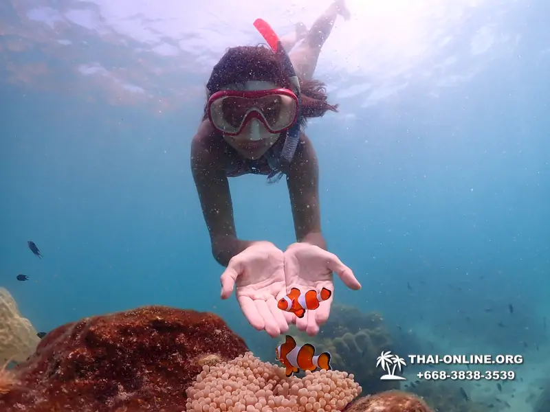 Pattaya snorkeling tour Underwater Odyssey at Samae San Archipelago in Thailand - photo 6
