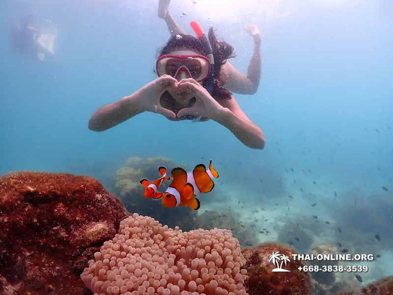 Pattaya snorkeling tour Underwater Odyssey at Samae San Archipelago in Thailand - photo 20