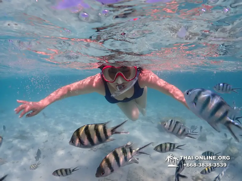 Pattaya snorkeling tour Underwater Odyssey at Samae San Archipelago in Thailand - photo 24