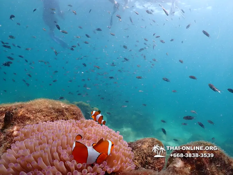 Underwater Odyssey snorkeling excursion Pattaya Thailand photo 14866