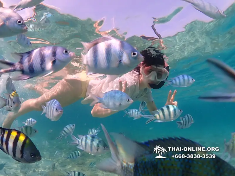Underwater Odyssey snorkeling excursion Pattaya Thailand photo 11254