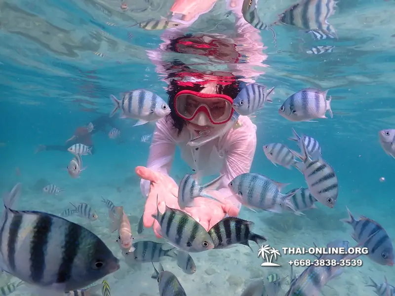 Underwater Odyssey snorkeling tour from Pattaya Thailand photo 14244