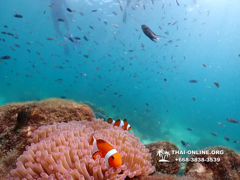 Underwater Odyssey snorkeling excursion Pattaya Thailand photo 14857