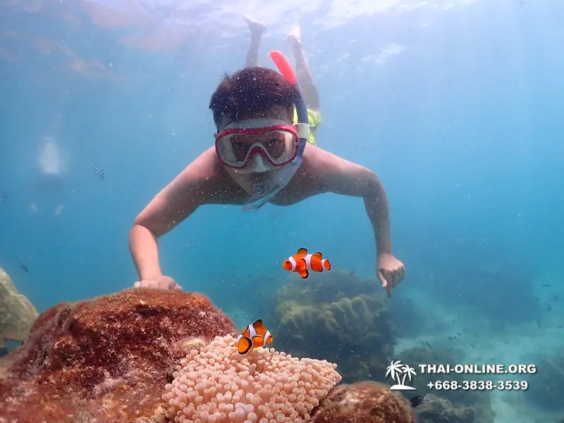 Pattaya snorkeling tour Underwater Odyssey at Samae San Archipelago in Thailand - photo 12