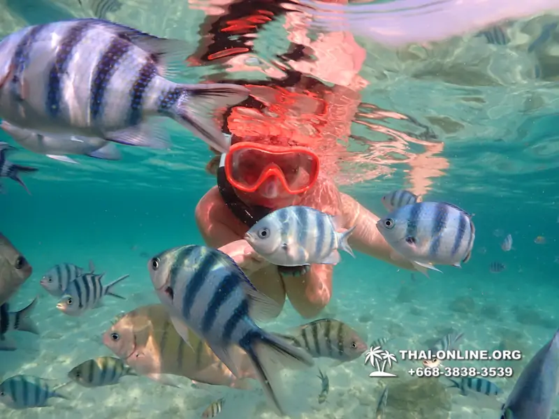 Underwater Odyssey snorkeling tour from Pattaya Thailand photo 14188