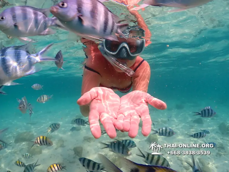 Underwater Odyssey snorkeling tour from Pattaya Thailand photo 14162