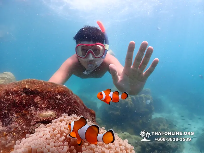 Pattaya snorkeling tour Underwater Odyssey at Samae San Archipelago in Thailand - photo 28
