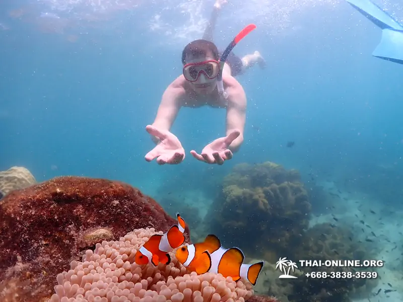 Pattaya snorkeling tour Underwater Odyssey at Samae San Archipelago in Thailand - photo 11