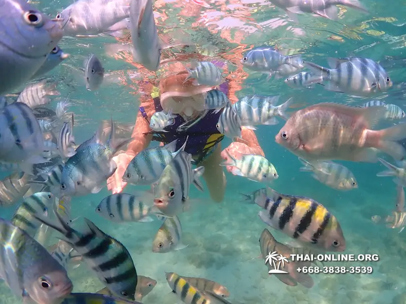 Underwater Odyssey snorkeling excursion Pattaya Thailand photo 11539